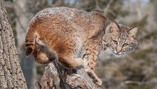 bobcat in a tree