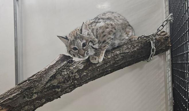 missing bobcat