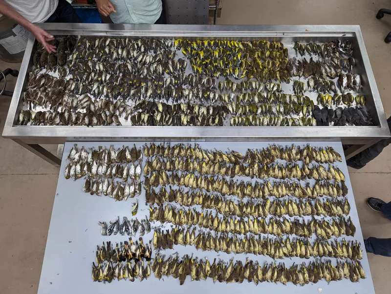 Nearly 1,000 migrating birds died after flying into windows at McCormick Place.
