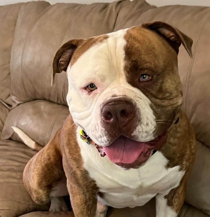 bosco