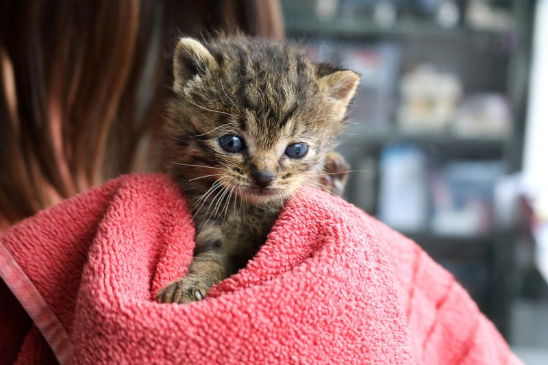 PAWS Chicago kitten