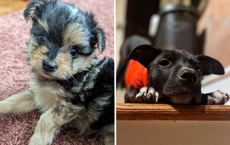 Puppies Vanessa and Dominic