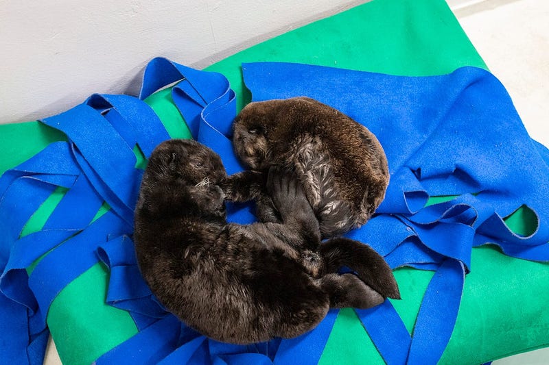Two orphaned southern sea otter pups enjoy nap time at the Shedd Aquarium