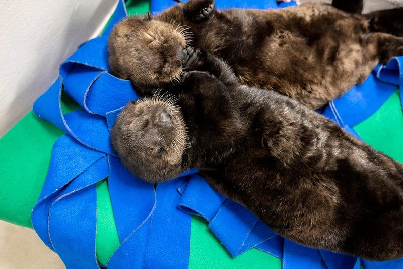Two orphaned southern sea otter pups enjoy nap time at the Shedd Aquarium