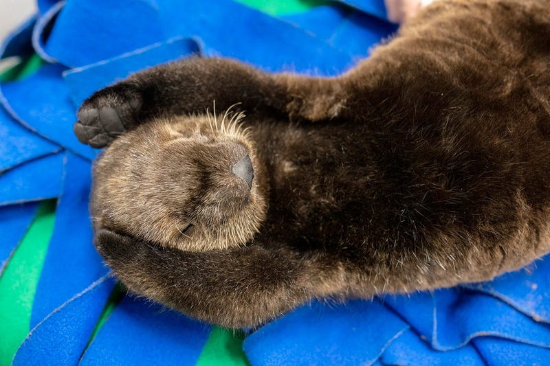 Two orphaned southern sea otter pups enjoy nap time at the Shedd Aquarium