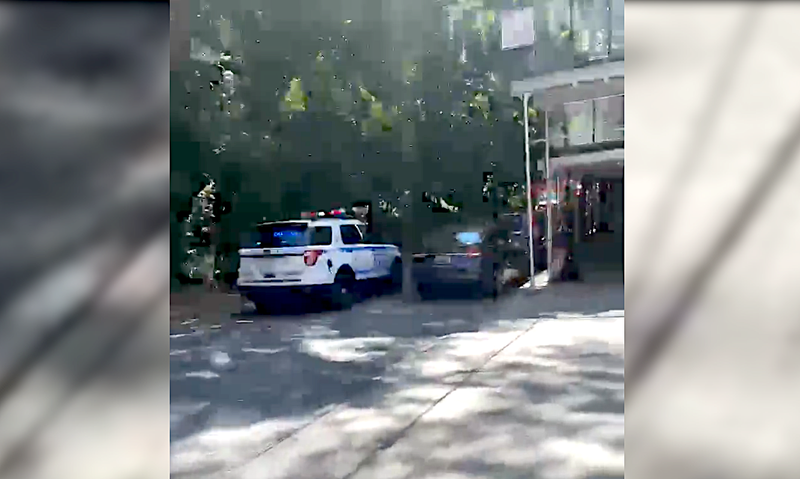 Fallen tree that killed woman