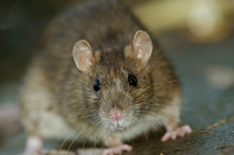 Brown rat