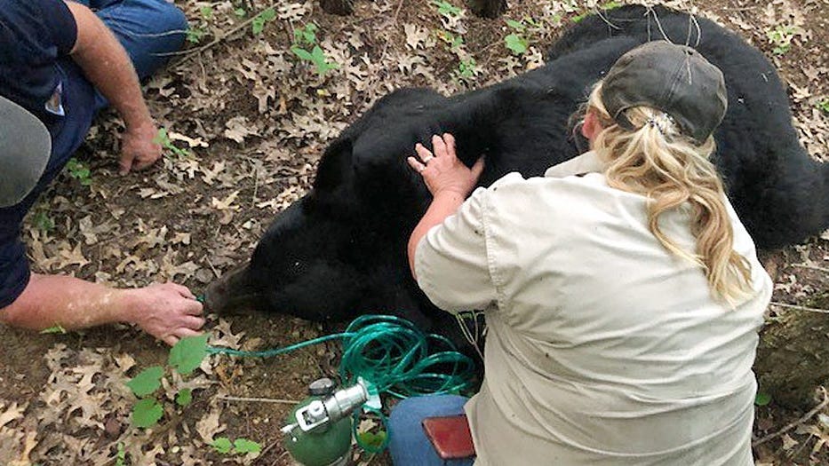 'Bruno' the bear tranquilized in Missouri after 400-mile hike; Transported to safety