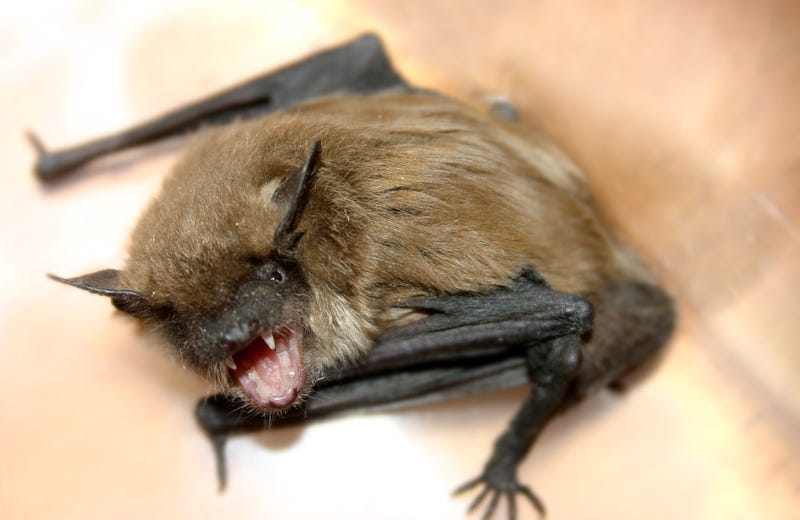 bat snarling