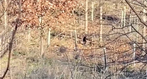 A large cat spotted in a Bucks County park, possibly a black lynx