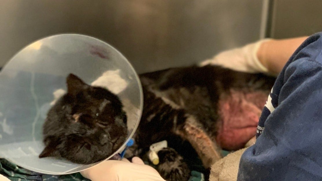 12-year-old, 17-year-old in custody for dog attack on Buddy the cat