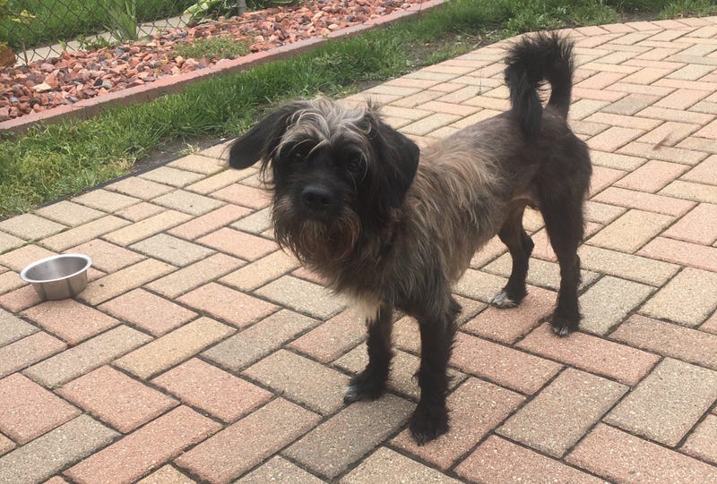 Buddy The Stray Dog