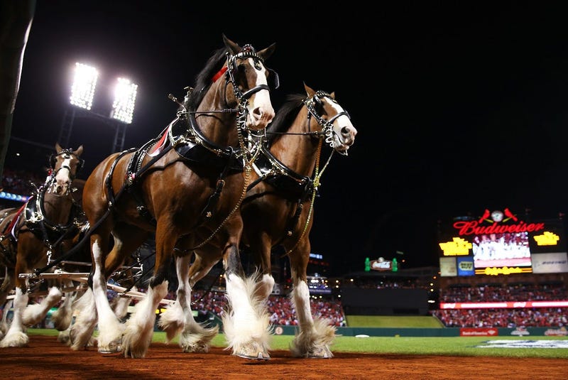 Budweiser