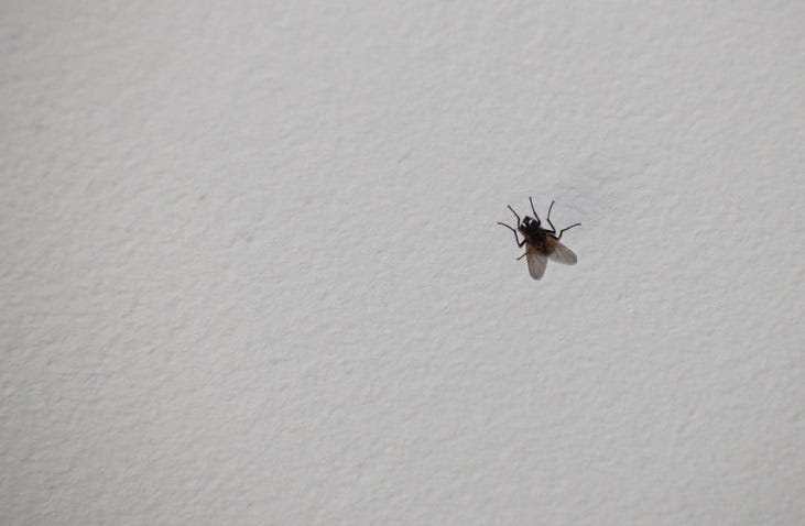 BUGS