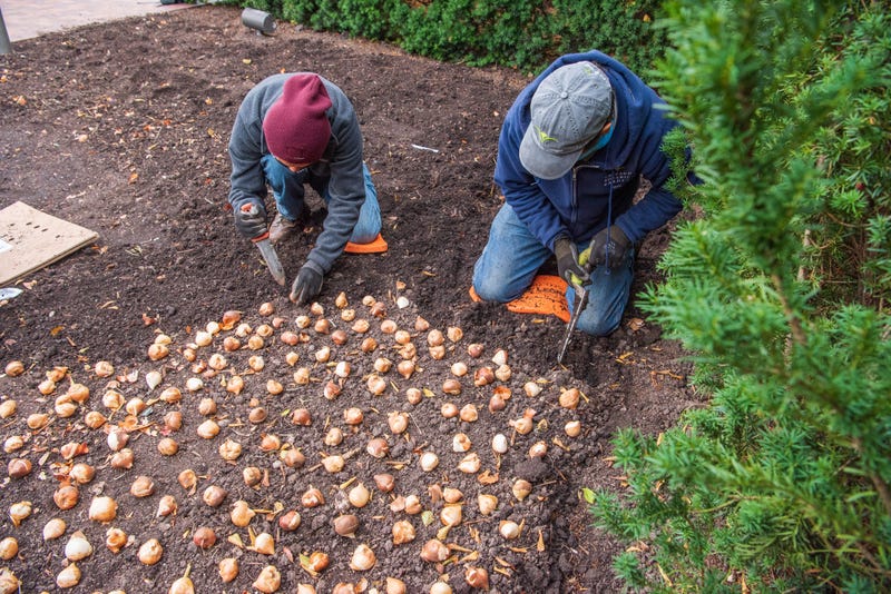 spring bulbs