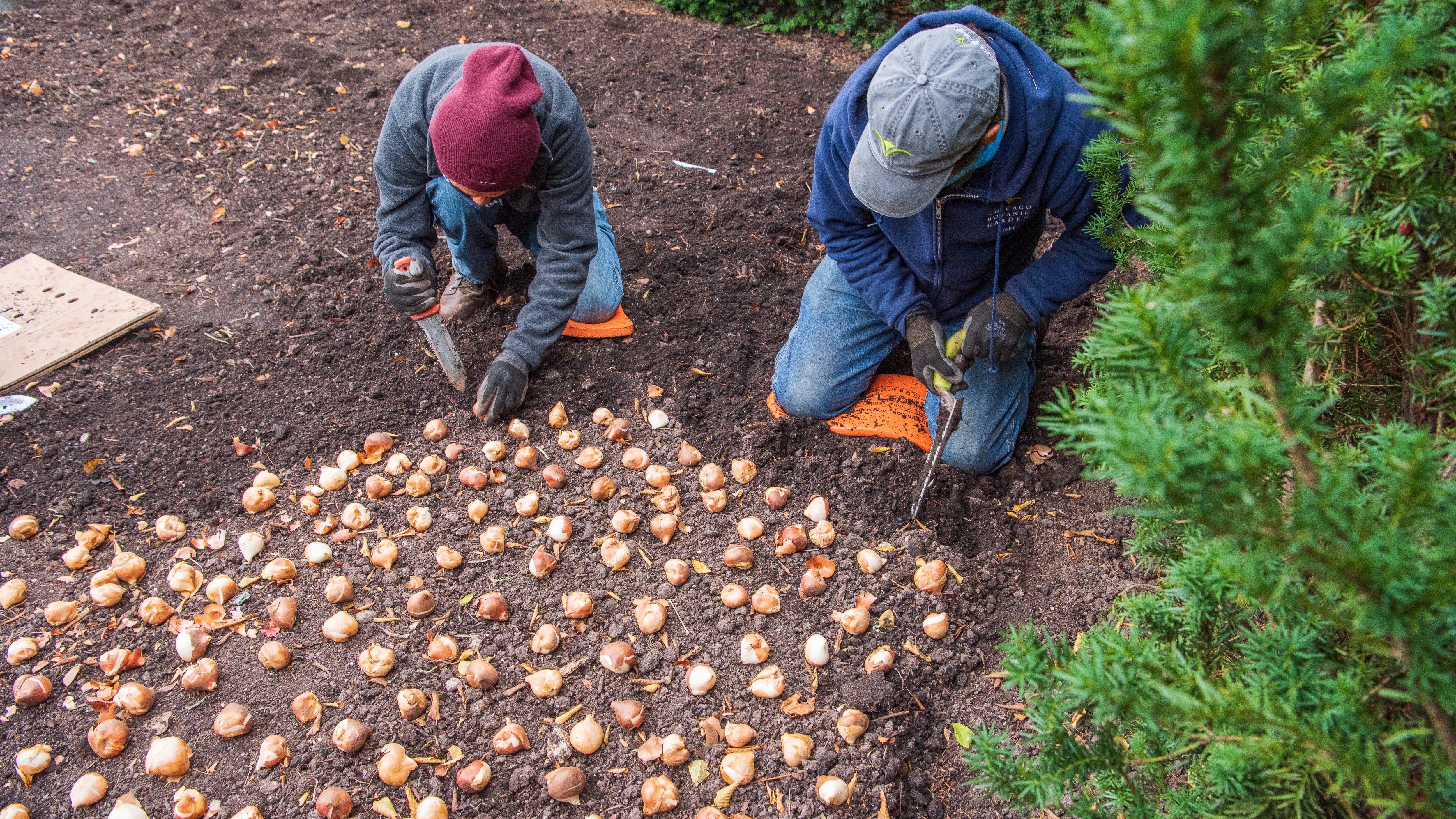 LISTEN: Thinking ahead — plant spring bulbs now