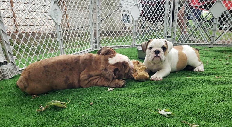 bull dog puppies - Hooligan Bullies LLC