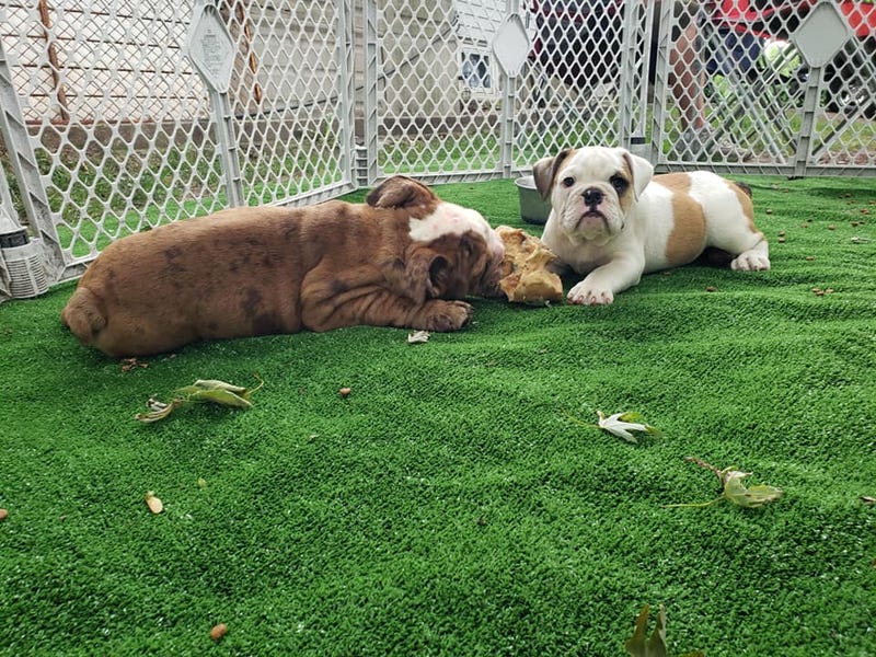 Bull Dog Puppies