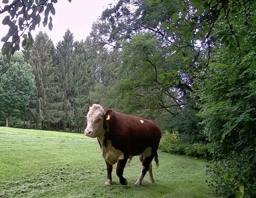 bull