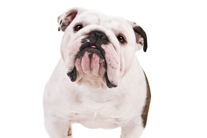 Bulldog