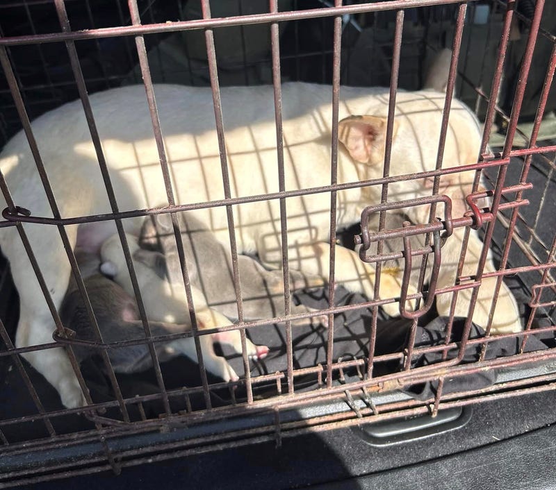 dogs in pen