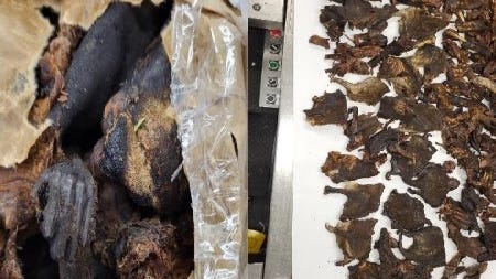 Central African traveler busted at O'Hare for carrying over 30 pounds of porcupine and other bush meats