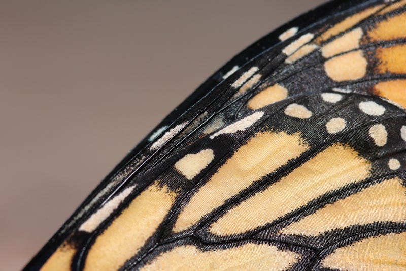 Monarch butterfly wing