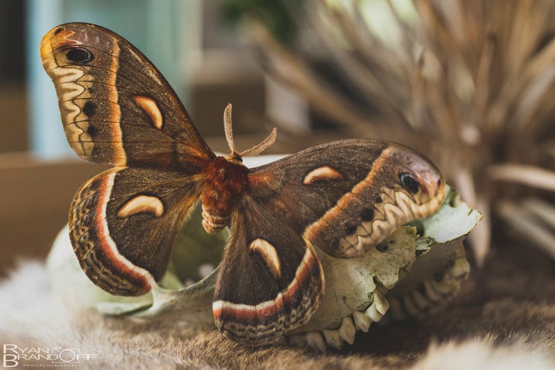 butterfly on skulls