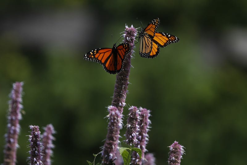 butterfly
