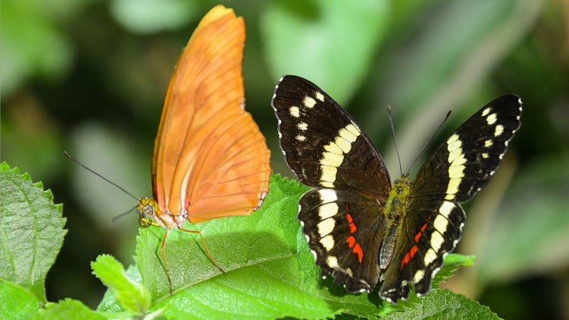 Specimen inside the Butterfly Conservatory within the American Museum of Natural History.