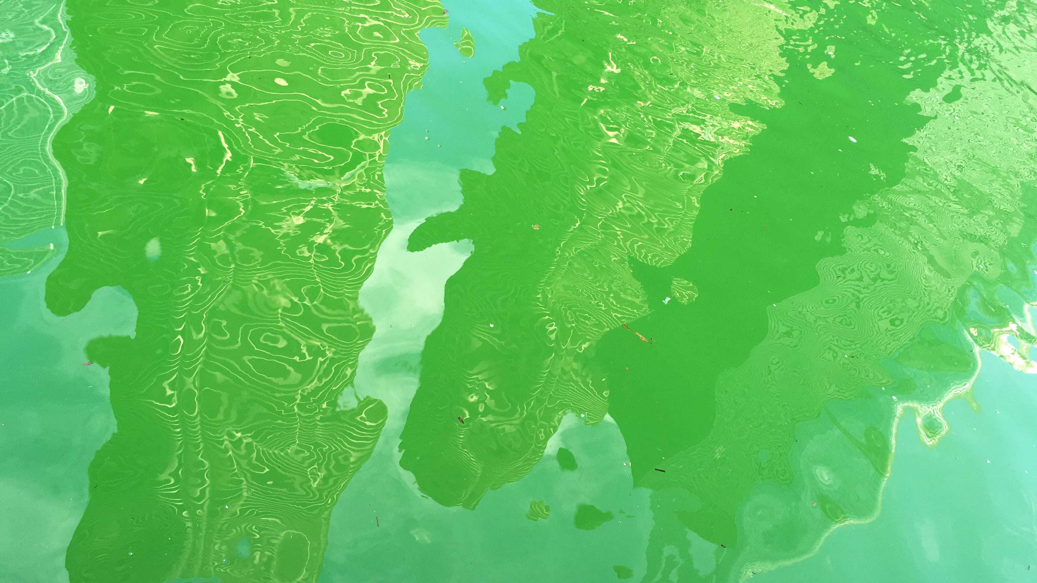 Pandemic is muting St. Patrick's Day events in Chicago