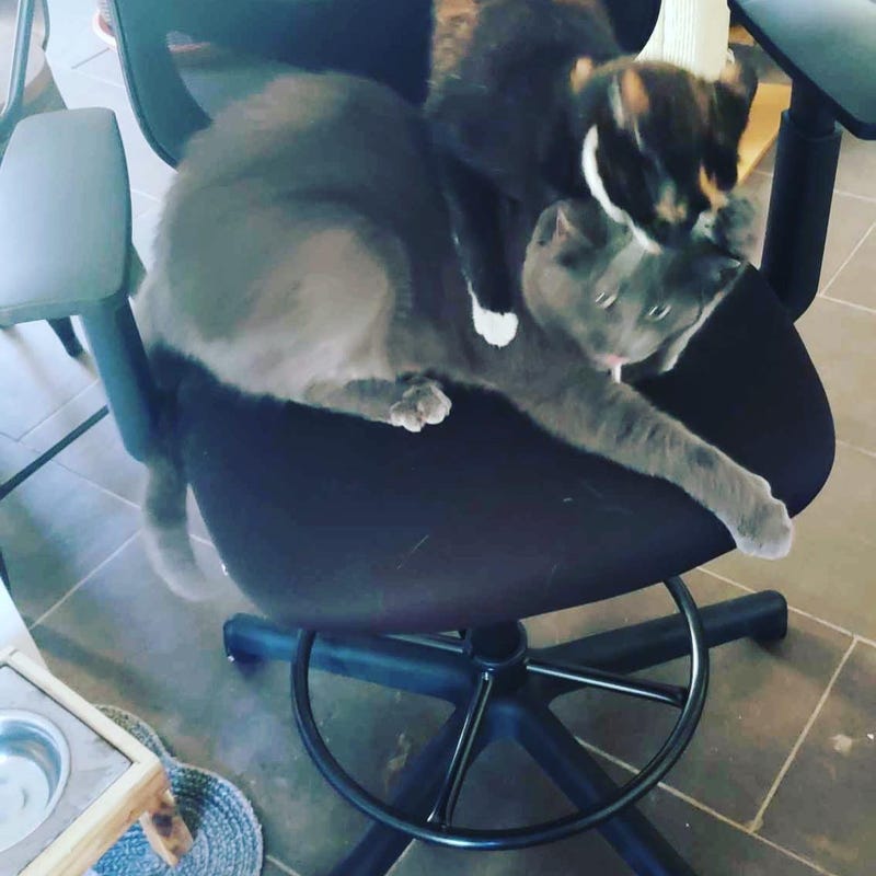 Jockey the cat 