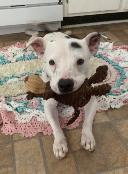 Adopt Don't Shop