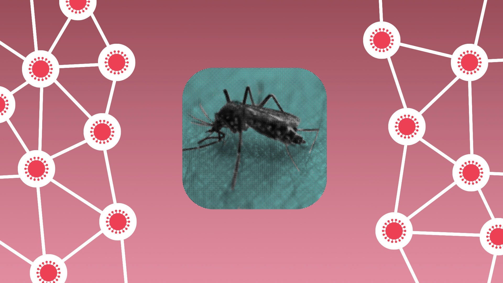Can Mosquitoes Spread The Coronavirus?