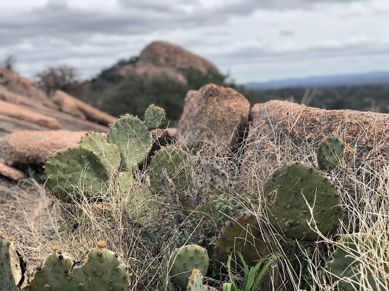 cactus