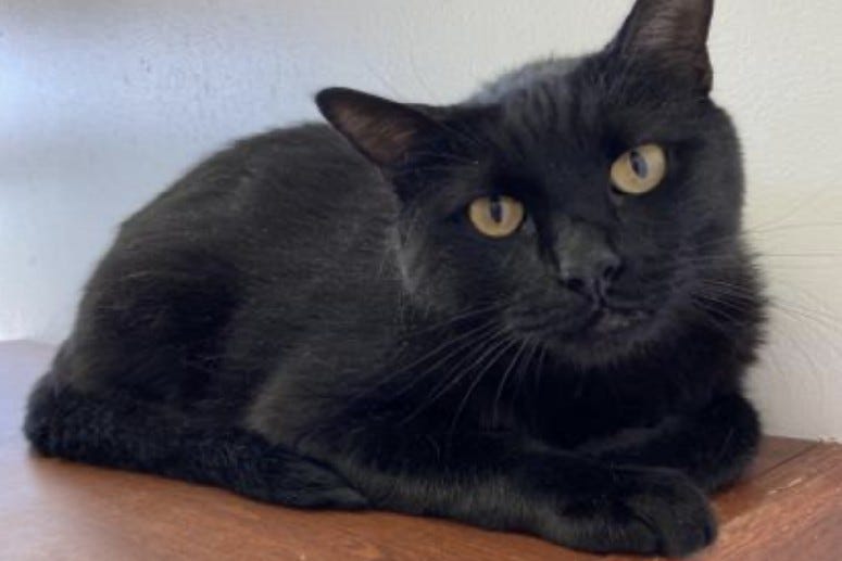 Cadabra @ Austin Humane Society July 2020