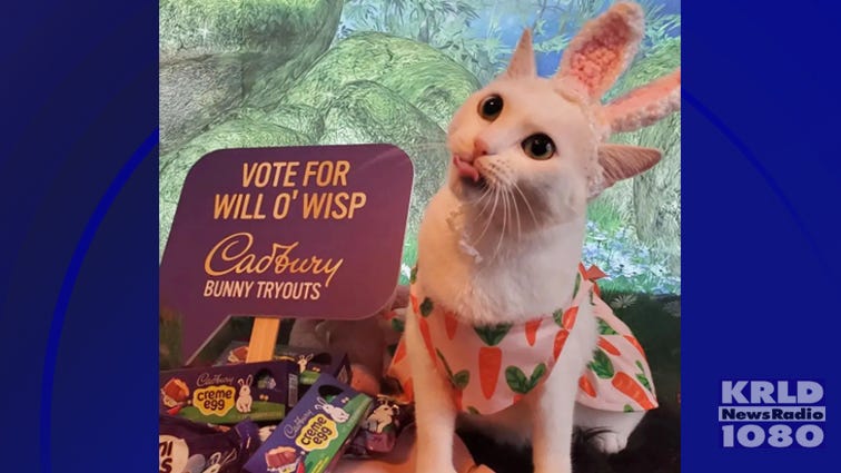 Cat from Denton makes final round in national Cadbury Bunny competition
