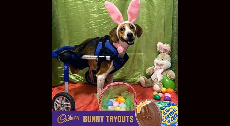 This year&apos;s Cadbury bunny is Lt Dan