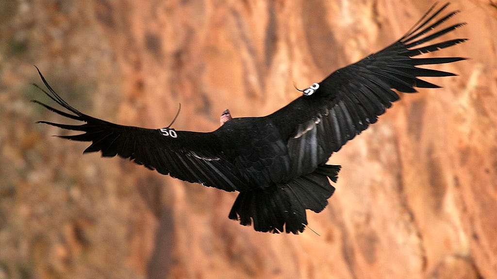 PHOTOS: Flock of critically endangered condors wreak havoc on woman's home