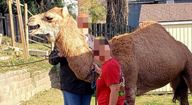 Escaped Kansas camel re-captured with the aid of golf carts and a lasso