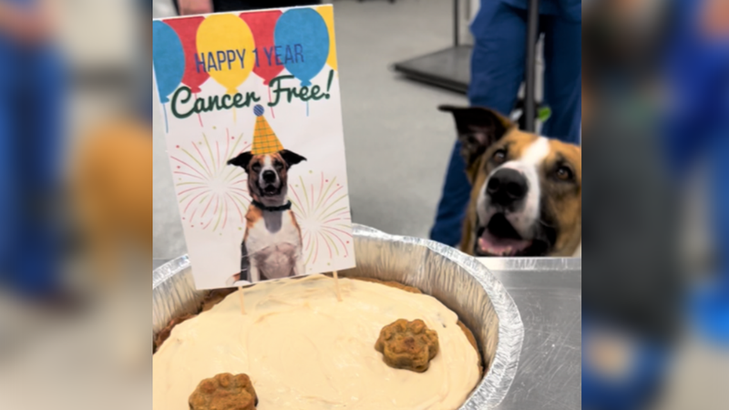 The San Diego Humane Society's medical team celebrated the one-year cancer-free anniversary on April 1, 2022 of a former stray dog  named Phoenix with a ``pawty.''
