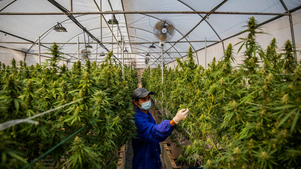 Cannabis growers say they're being unfairly blamed for lack of water