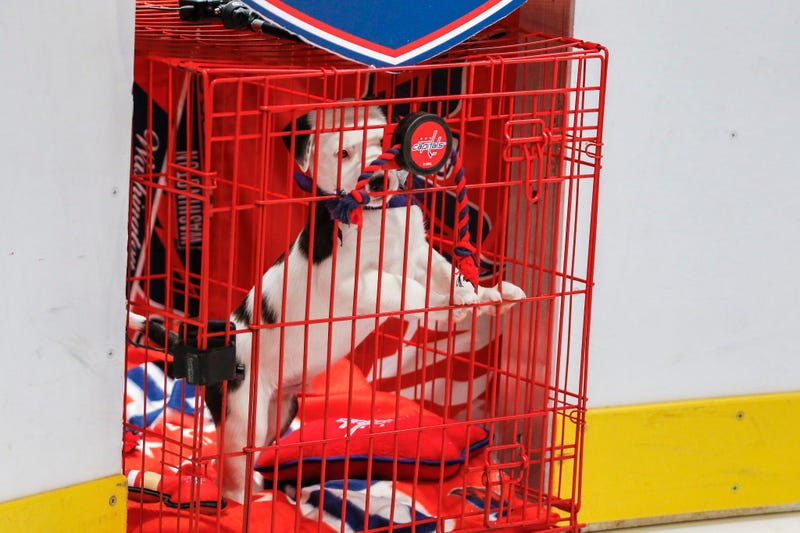 Caps Puppy Playoffs