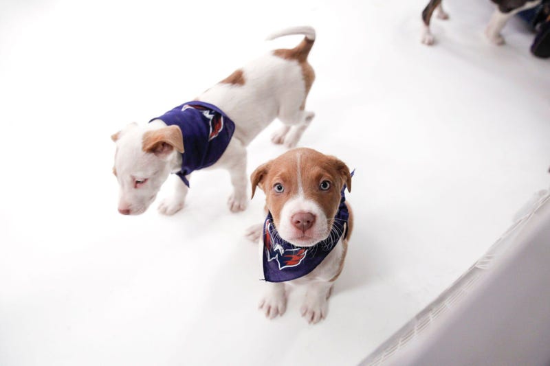 Caps Puppy Playoffs