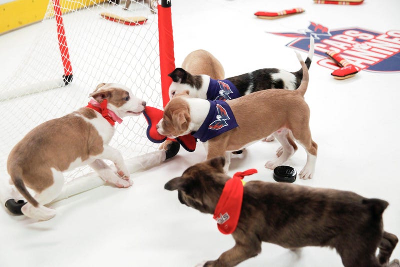 Caps Puppy Playoffs