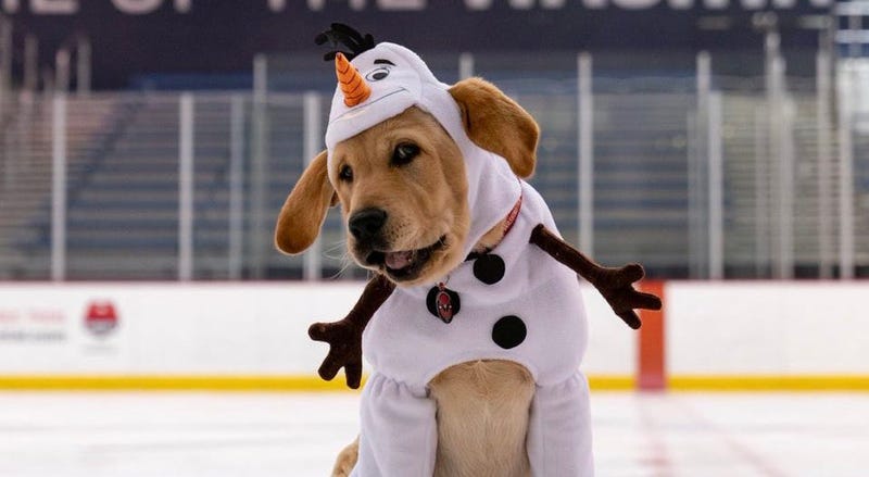 Capitals Captain Dog