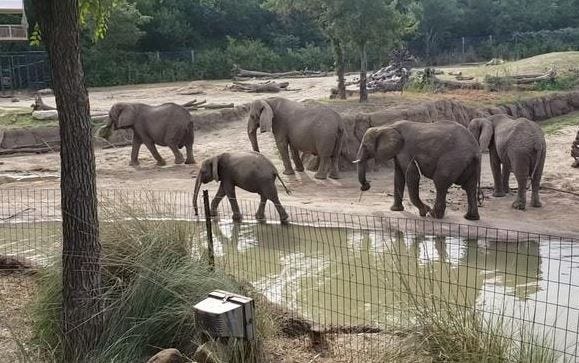 Elephant