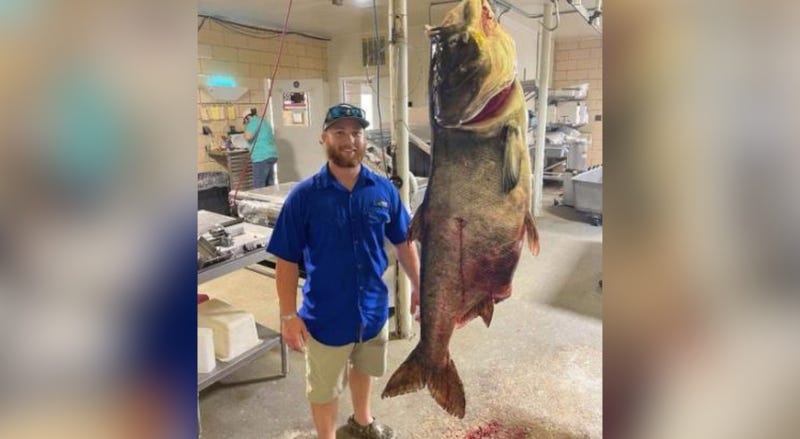 World record bighead carp caught in Missouri
