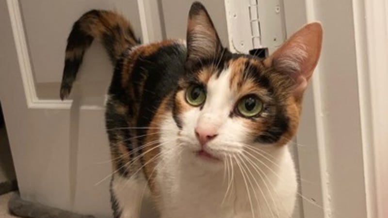 Cashew @ Austin Humane Society 1/22/25