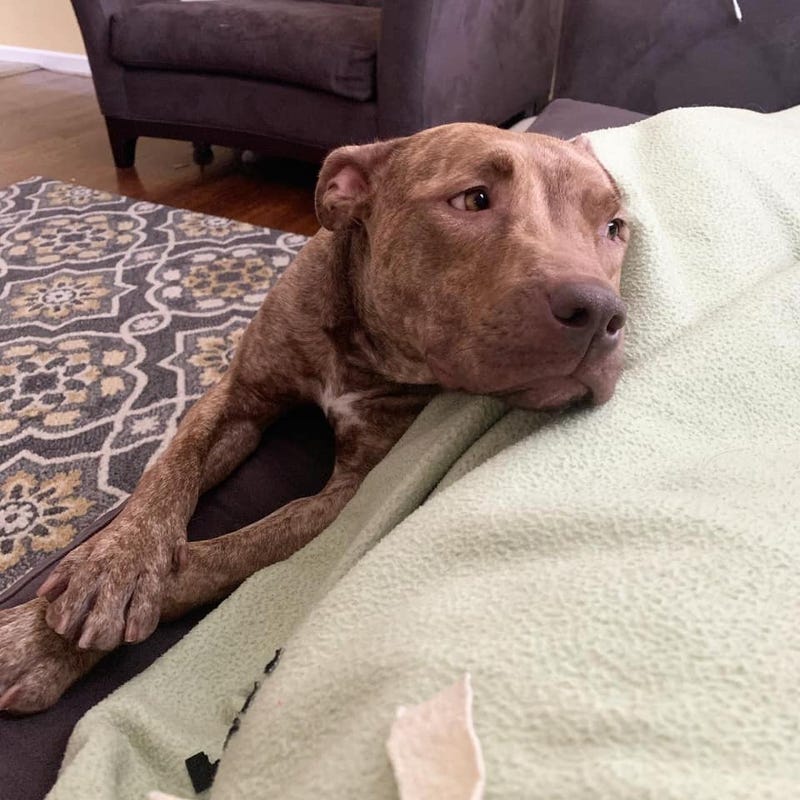 Cassandra from Stray Rescue St. Louis